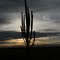 Western Silhouette