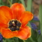 Spring at Carrizo Springs