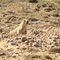 Prairie dog sentinel doing his job