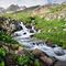Marsh Marigolds in American Basin