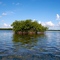 Mangroves