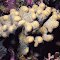 Madracis decactis.  Caribbean.  Typical appearance of a small colony.  Photograph: Mary Stafford-Smith.