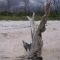 Lover's Key Driftwood