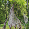 Old Cypress on Gum Slough