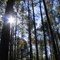 Sun peeking through, Florida Greenway