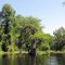 Gum Slough