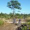 Looking for Florida Scrub Jays, Half Moon WMA, Florida