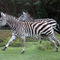 Zebras in Lion Country Zafari | West Palm Beach, FL