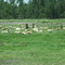 Lion Country Safari