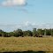 Beef Cattle and Wind Mill at Bartow, FL