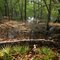 The Suwannee River filing the floodplain