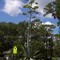 Rare "full-blooming" Century Plant in downtown White Springs, Florida (08-26-06)