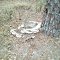 Impressive Mushrooms at Bayard Conservation Area