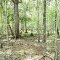 Bayard Conservation Area Trail