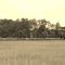 Gustafson's Dairy Farm