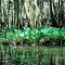 Elephant Ears on Spruce Creek