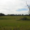 Alachua Pasturage