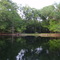 Grassy Glade near the Shoals