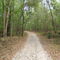 Sandy Road Through Spring Wood
