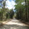 Old Bellamy Road. Florida's First Cross-state Highway