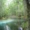 Naked Springs, near High Springs Florida (7-2006)