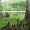 cypress on the banks of the Withlacoochee River, Sumter County (6-2009)