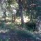 deep woods
