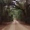shady forest road, Withlacoochee State Forest, Croom tract (2-5-2011)