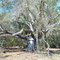 the spirit tree, deep in the Withlacoochee state forest, Florida (3-19-2007)