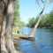 Withlacoochee river, Withlacoochee State Forest, Florida (3-17-2007)