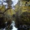 The Withlacoochee River at River Path. Withlacoochee State Forest.