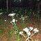 forest of flowers, Croom Tract, Withlacoochee State Forest (9-20-2012)