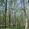 Chicot State Park