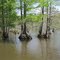 Cypress trees