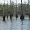 Cypress Trees
