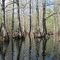 Cypress Trees