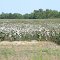 Cotton Field