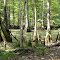 Swamp