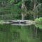Lazy Gator