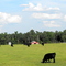 Cow Pasture with Faded Barn