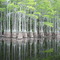 G.S.Smith State Park