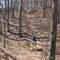 Atwood Trail