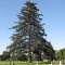 Western red cedar (Thuja plicata)