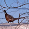 Clinton, Iowa, phesant in winter
