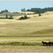 Wheat lands - 198608LJW