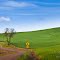 Spring Country Dirt Road