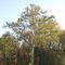 Sycamore