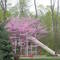 Inlow Park redbuds