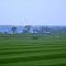 Grass Farm