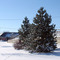 Winter scene in Gurnee, IL